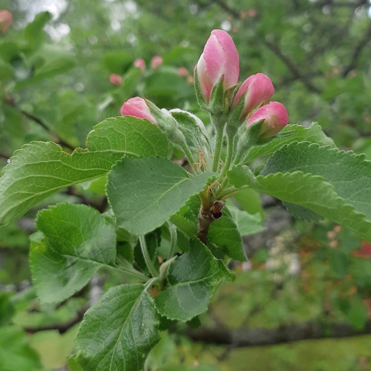 Messu Nupulla olevia omenankukkia
